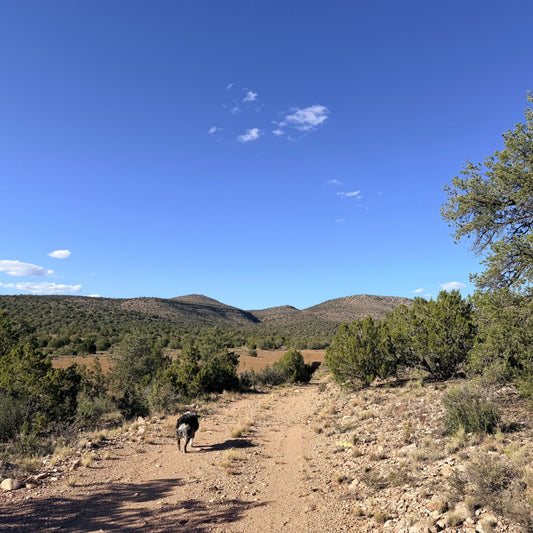 Dog Hiking Guide: Gear Checklist & Trail Tips | ZOZOLU