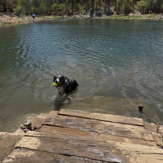 Zoey's Guide to Not Melting: Summer Heat Safety for Dogs Who Refuse to Slow Down