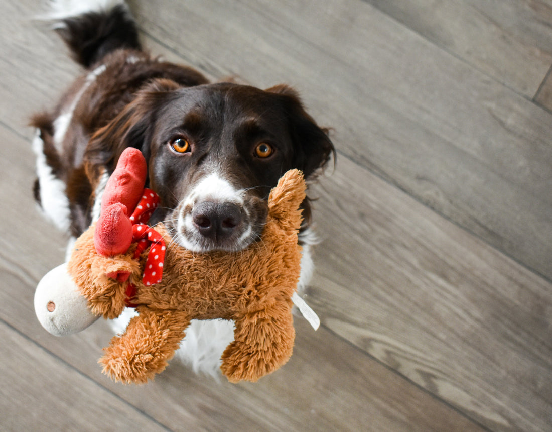 Teach Your Dog Clean Up