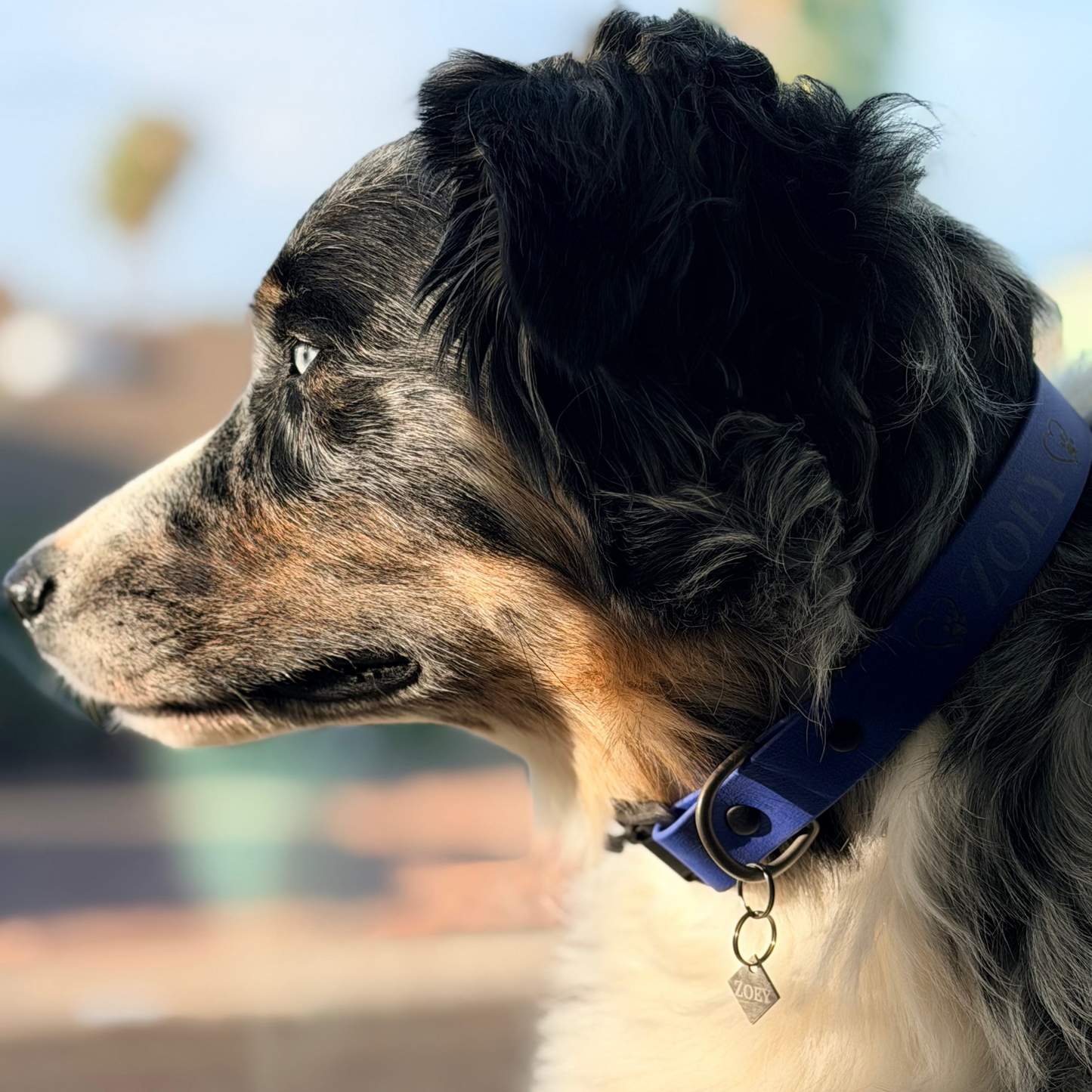 Quick-Release Magnetic Dog Collar — Havalock™